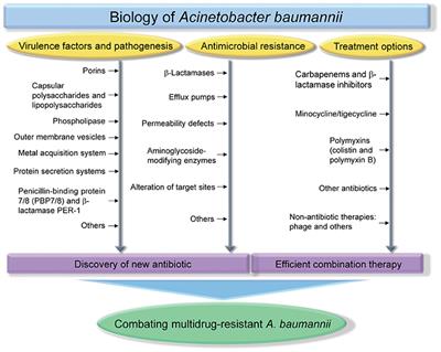 Biology of Acinetobacter baumannii: Pathogenesis, Antibiotic Resistance Mechanisms, and Prospective Treatment Options